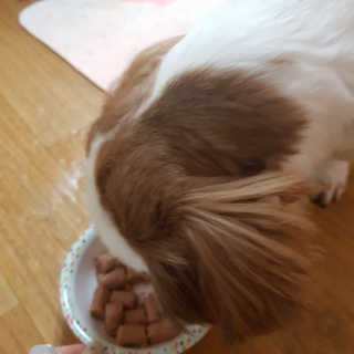 [펫토리아]배피 고양이,빌리강아지 대용량주식캔 — 5점을 준 리뷰어가 2019년 7월 올린 사용 사진