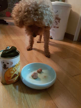 [펫토리아]배피 고양이,빌리강아지 대용량주식캔 — 5점을 준 리뷰어가 2019년 7월 올린 사용 사진