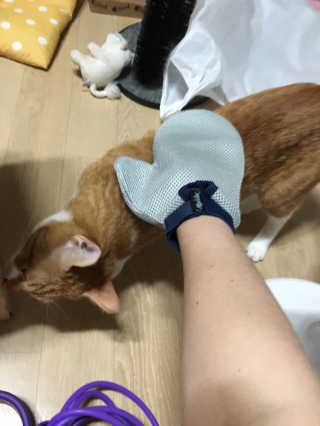 Four paws 리뉴얼 포포즈 매직코트 털 제거 브러쉬 — 3점을 준 리뷰어가 2018년 8월 올린 사용 사진