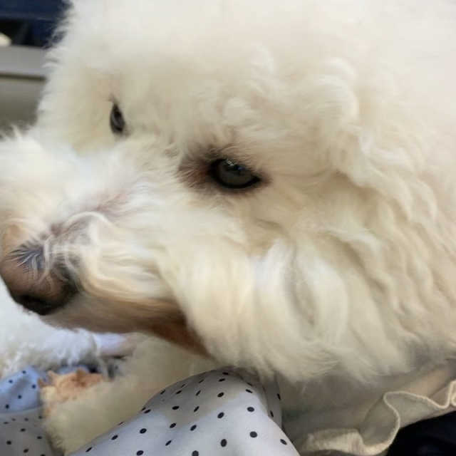 [멍살롱 고척본점] 애견카페 이용권 + 음료 2잔 리뷰 사진