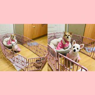 [펫토리아] BEST 한칸뚝딱 플라스틱 울타리 — 5점을 준 리뷰어가 2019년 1월 올린 사용 사진