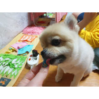 [펫토리아]퍼스트메이트 그레인프리 강아지사료 — 5점을 준 리뷰어가 2019년 7월 올린 사용 사진