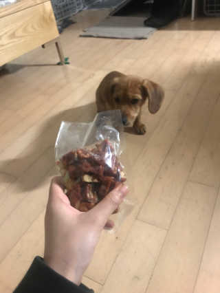 [펫토리아] 뚝딱뚝딱 400g 강아지 간식 베스트5종 — 3.5점을 준 리뷰어가 2019년 1월 올린 사용 사진