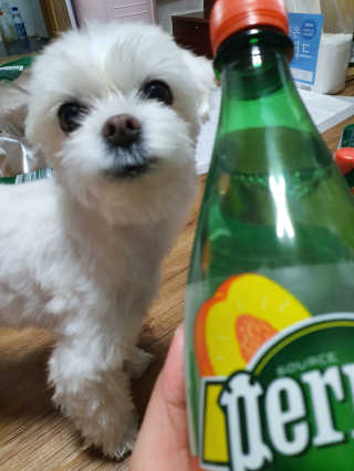 페리에 피치 500ml PET — 5점을 준 리뷰어가 2019년 11월 올린 사용 사진