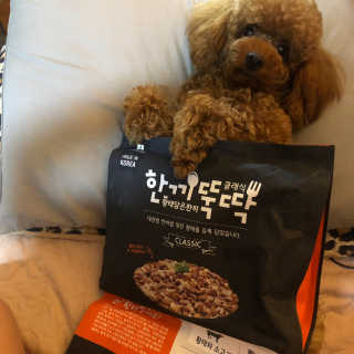 펫토리아 한끼뚝딱 클래식 국산 건식사료 — 5점을 준 리뷰어가 2019년 7월 올린 사용 사진
