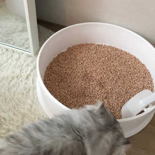 [펫토리아] BEST 고양이두부모래 6L 한삽뚝딱 — 4.5점을 준 리뷰어가 2019년 1월 올린 사용 사진