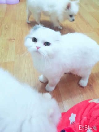 펫츠플레이트 동결건조간식 기호성 테스트 8종 — 5점을 준 리뷰어가 2018년 5월 올린 사용 사진