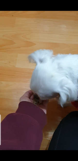 [펫토리아] 맛도 영양도 BEST 한끼뚝딱 강아지 사료 — 5점을 준 리뷰어가 2019년 4월 올린 사용 사진