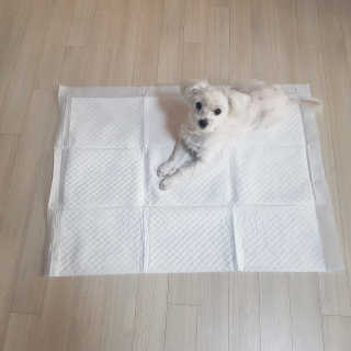 펫토리아 한장뚝딱 NEW 프리미엄 국내산 배변패드 — 5점을 준 리뷰어가 2019년 5월 올린 사용 사진