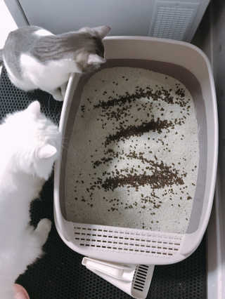 앨토리님이 올린 리뷰 사진 2