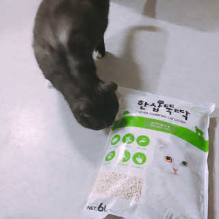 [펫토리아] BEST 고양이두부모래 6L 한삽뚝딱 — 4점을 준 리뷰어가 2019년 2월 올린 사용 사진
