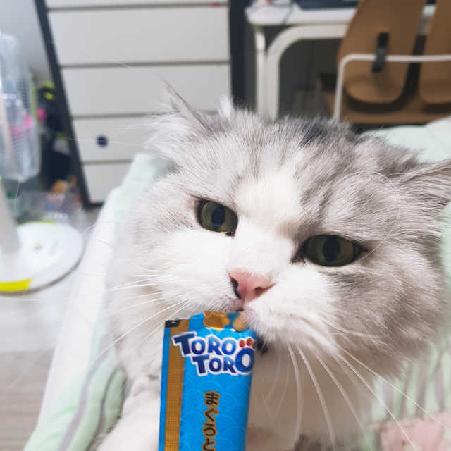 짜먹는 토로토로 고양이 파우치 간식 리뷰 사진