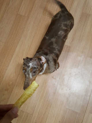 제주도에서 온 깨끗한 친환경 반려동물 음식 어글어글 — 5점을 준 리뷰어가 2018년 7월 올린 사용 사진