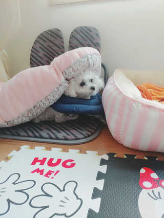댕댕님이 올린 리뷰 사진 3