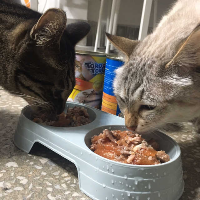 [펫토리아]토로토로 고양이 주식캔 리뷰 사진