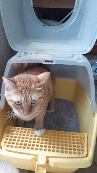 [펫토리아]한삽뚝딱 프리미엄 고양이 두부모래 — 4.5점을 준 리뷰어가 2019년 8월 올린 사용 사진