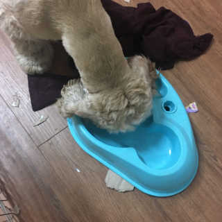 댕꿀님이 올린 리뷰 사진 3