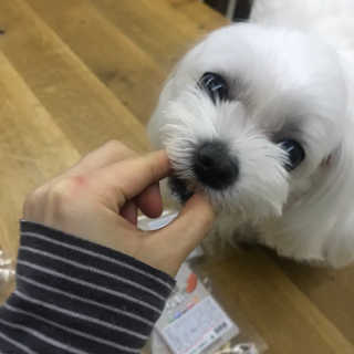 펫츠플레이트 동결건조간식 기호성 테스트 8종 — 4.5점을 준 리뷰어가 2018년 5월 올린 사용 사진