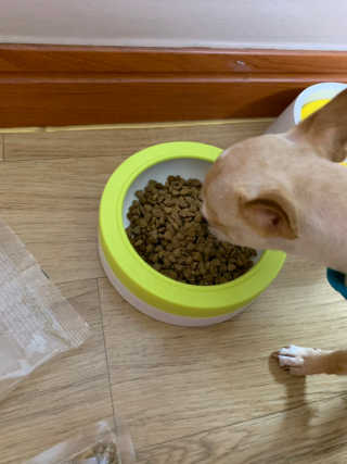 펫토리아 한끼뚝딱 클래식 국산 건식사료 — 4점을 준 리뷰어가 2019년 7월 올린 사용 사진