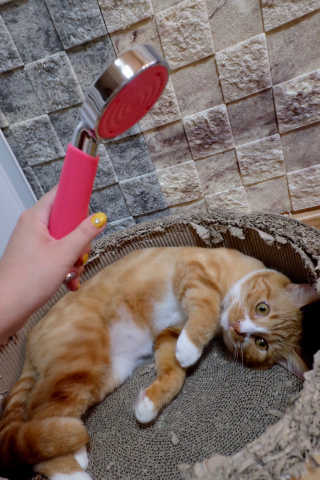 늘봄냥님이 올린 리뷰 사진 2