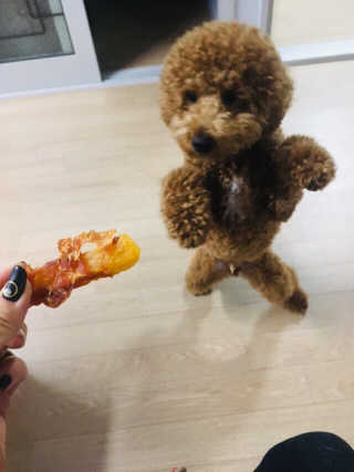 [펫토리아] 뚝딱뚝딱 400g 강아지 간식 베스트5종 — 5점을 준 리뷰어가 2019년 1월 올린 사용 사진
