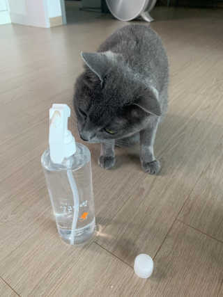 [펫토리아]살균뚝딱 강아지 고양이 살균소독제 탈취제 — 5점을 준 리뷰어가 2019년 10월 올린 사용 사진