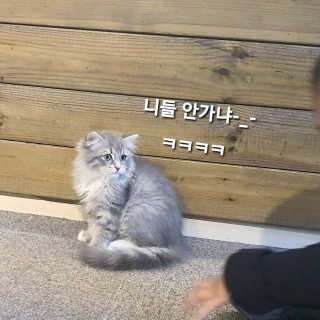 냥냥님이 올린 리뷰 사진 4