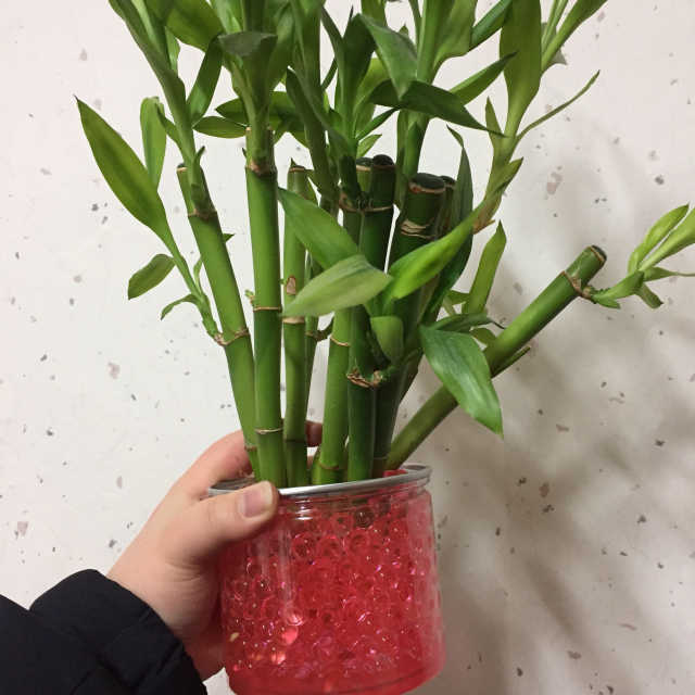 천연가습기 젤리화분 리뷰 사진