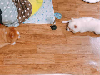 옥희독희 스윙토이 — 4.5점을 준 리뷰어가 2019년 8월 올린 사용 사진