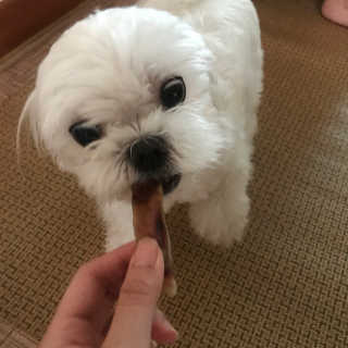 [펫다이어리] 강아지 수제간식 — 4.83점을 준 리뷰어가 2018년 6월 올린 사용 사진