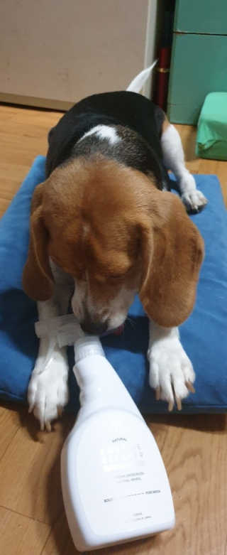beaglelove님이 올린 리뷰 사진 1
