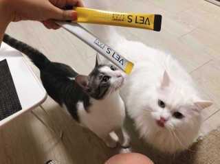 베츠 고메스톡 2종 강아지츄르 사료, 물 전용토핑육수 — 5점을 준 리뷰어가 2019년 7월 올린 사용 사진
