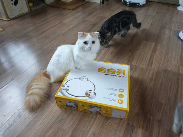 옥희독희 숨숨쥐 리뷰 사진