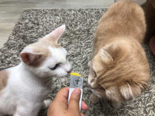 붉은여우달꼬리님이 올린 리뷰 사진 3