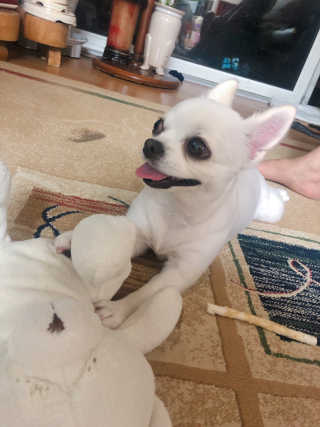 [펫토리아]배피 고양이,빌리강아지 대용량주식캔 — 4점을 준 리뷰어가 2019년 7월 올린 사용 사진
