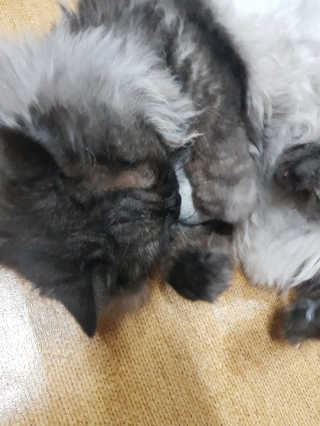 개나리빵님이 올린 리뷰 사진 1