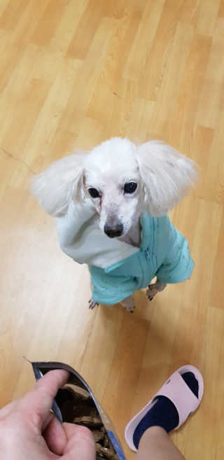 [브루클린펫코] 프리미엄 강아지 수제 쿠키 2종 SET — 4점을 준 리뷰어가 2020년 3월 올린 사용 사진