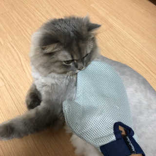 Four paws 리뉴얼 포포즈 매직코트 털 제거 브러쉬 — 5점을 준 리뷰어가 2018년 8월 올린 사용 사진