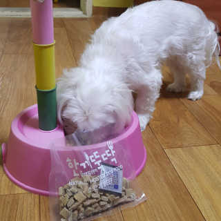 [펫토리아] 맛도 영양도 BEST 한끼뚝딱 강아지 사료 — 5점을 준 리뷰어가 2019년 4월 올린 사용 사진