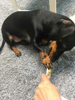 [펫토리아] 강아지,고양이겸용 짜먹는 한입뚝딱 — 5점을 준 리뷰어가 2019년 2월 올린 사용 사진