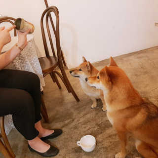 [펫토리아]배피 고양이,빌리강아지 대용량주식캔 — 5점을 준 리뷰어가 2019년 7월 올린 사용 사진