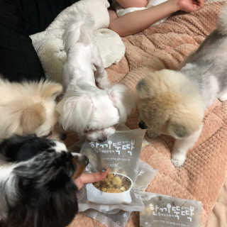 [펫토리아] 맛도 영양도 BEST 한끼뚝딱 강아지 사료 — 4점을 준 리뷰어가 2018년 12월 올린 사용 사진