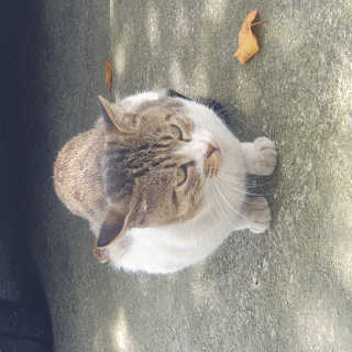가횽님이 올린 리뷰 사진 1