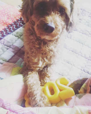 꾹꾹이님이 올린 리뷰 사진 2