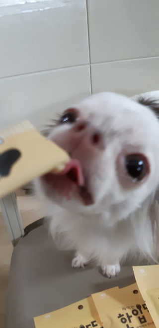 [펫토리아]짜먹는 한입뚝딱 강아지.고양이 마약간식 — 5점을 준 리뷰어가 2019년 7월 올린 사용 사진