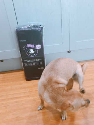 펫토리아 한장뚝딱 NEW 프리미엄 국내산 배변패드 — 5점을 준 리뷰어가 2019년 5월 올린 사용 사진