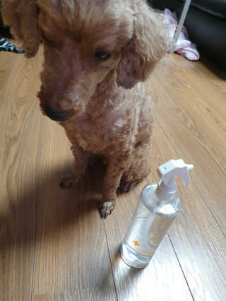 [펫토리아]살균뚝딱 강아지 고양이 살균소독제 탈취제 — 5점을 준 리뷰어가 2019년 10월 올린 사용 사진