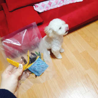 펫테라피 플레이트 야채품은 하루황태 — 5점을 준 리뷰어가 2020년 1월 올린 사용 사진