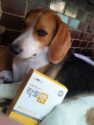 beaglelove님이 올린 리뷰 사진 1