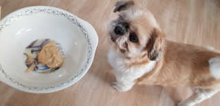 [펫토리아]짜먹는 한입뚝딱 강아지.고양이 마약간식 — 3점을 준 리뷰어가 2019년 8월 올린 사용 사진